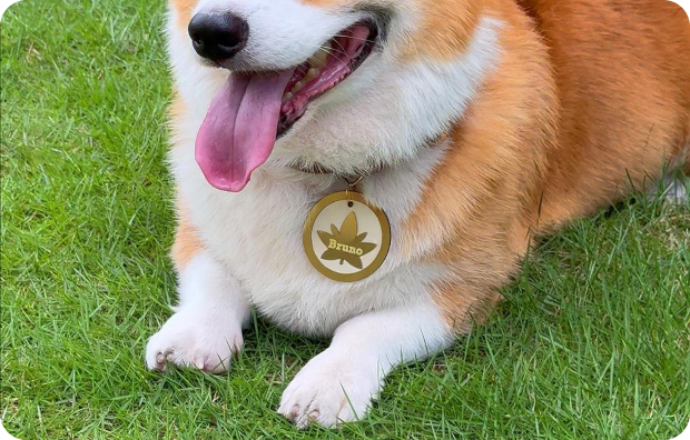 Un chien portant une médaille en métal personnalisée gravée.