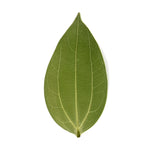 Cinnamon Leaf