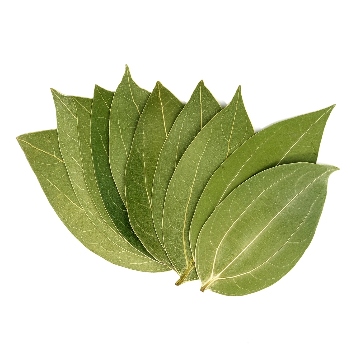 Cinnamon Leaf 10 PCS