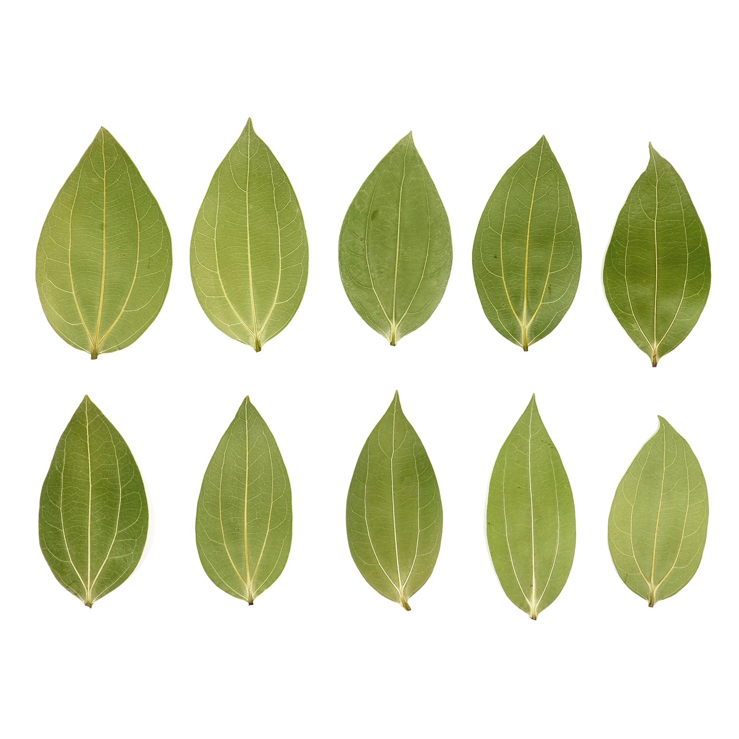 Cinnamon Leaf 10 PCS