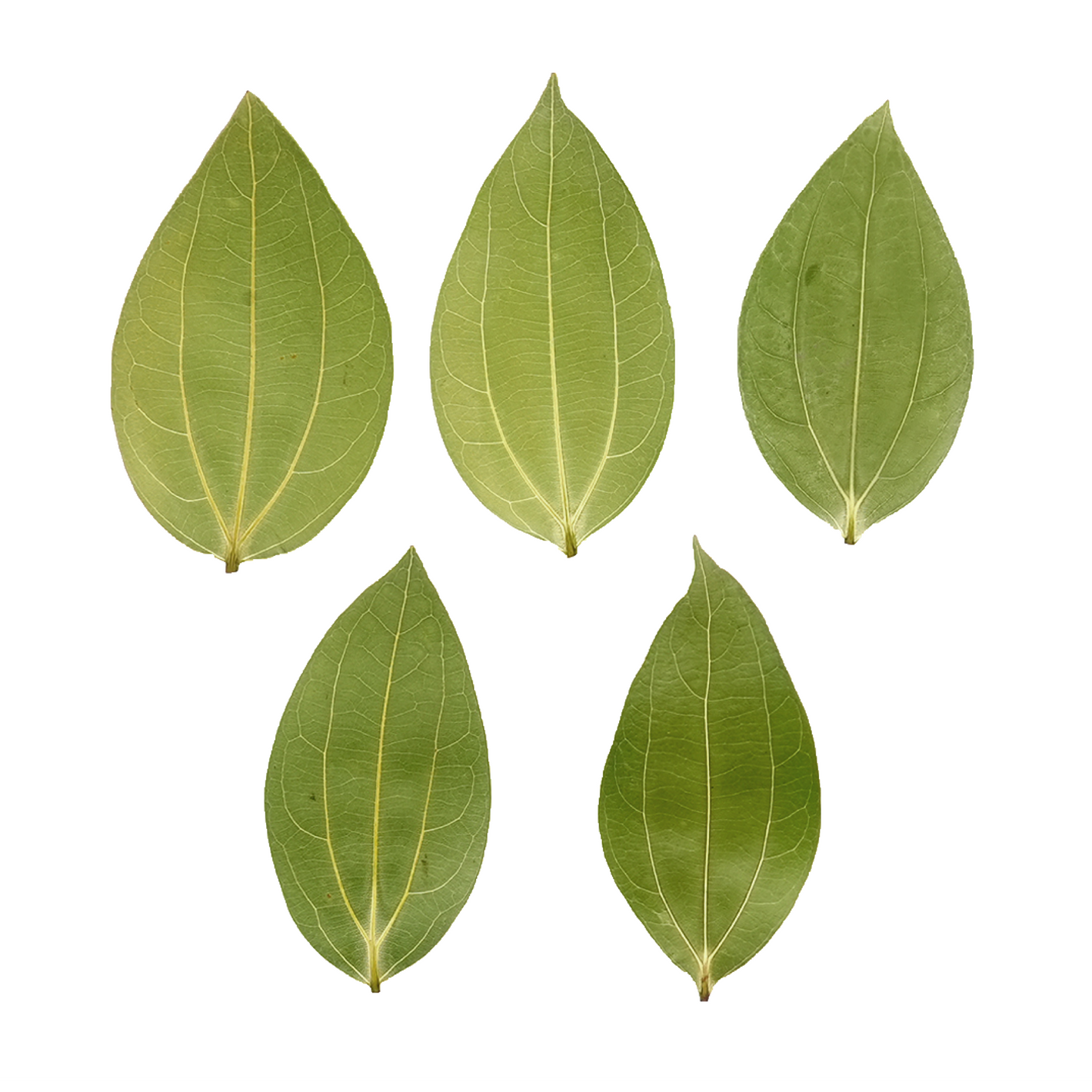 Cinnamon Leaf for Engraving (10pcs)