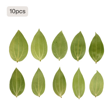 Cinnamon Leaf for Engraving (10pcs)
